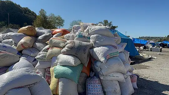 Köy köy dolaşıp boş fındık avına çıkıyorlar