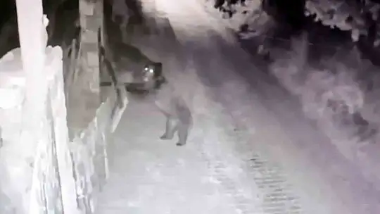 Köye inen ayı güvenlik kamerasına yansıdı