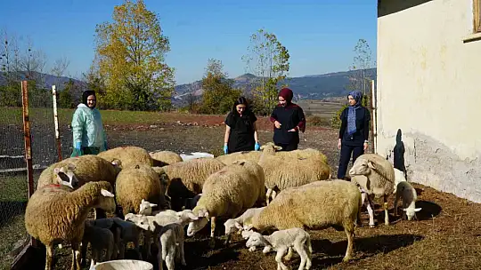 Küçükbaş hayvancılığa akademik dokunuş: 13 koyun 24 süt kuzusu doğurdu