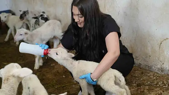 Küçükbaş hayvancılığa akademik dokunuş: 13 koyun 24 süt kuzusu doğurdu