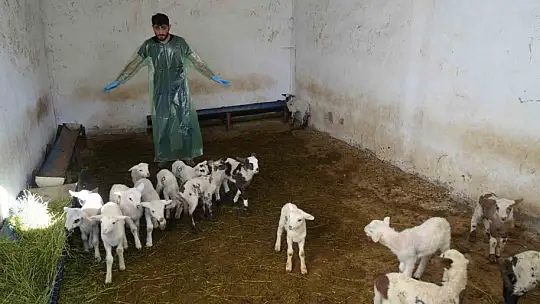 Küçükbaş hayvancılığa akademik dokunuş: 13 koyun 24 süt kuzusu doğurdu