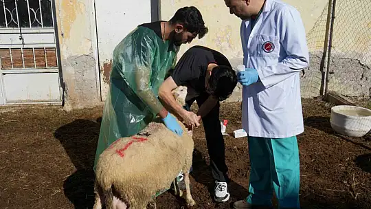 Küçükbaş hayvancılığa akademik dokunuş: 13 koyun 24 süt kuzusu doğurdu