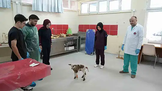 Küçükbaş hayvancılığa akademik dokunuş: 13 koyun 24 süt kuzusu doğurdu