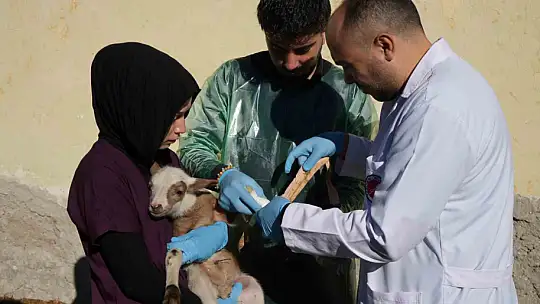 Küçükbaş hayvancılığa akademik dokunuş: 13 koyun 24 süt kuzusu doğurdu