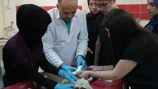 Küçükbaş hayvancılığa akademik dokunuş: 13 koyun 24 süt kuzusu doğurdu