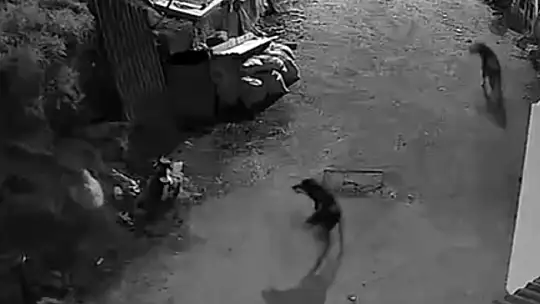 Kurtlar, indikleri köyde köpeği boğdu