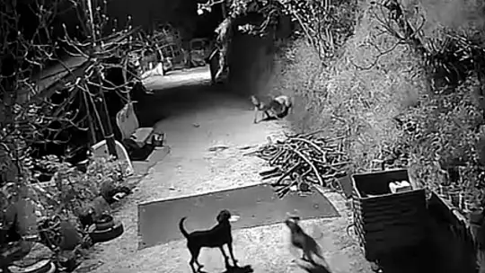 Kurtlar, indikleri köyde köpeği boğdu