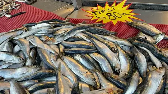 Mangal söndüren balık