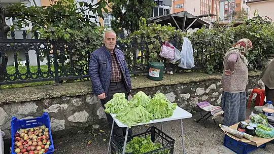 Marul çadırında şaşırtan misafir: Yavru ayı iki gecedir marul ziyafeti çekiyor