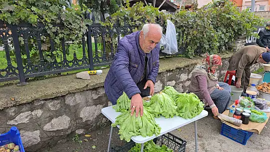 Marul çadırında şaşırtan misafir: Yavru ayı iki gecedir marul ziyafeti çekiyor