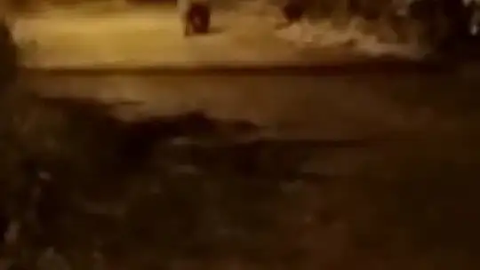 Mezarlık yanına inen ayı kamerada
