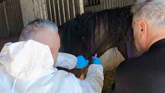 Milyonluk safkan İngiliz atına sağlık taraması