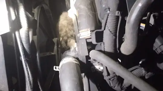 Minibüsün motoruna sıkışan kedi kurtarıldı