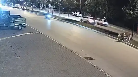 Motosikletle büyükbaş hayvana çarptı