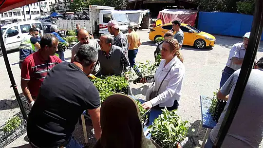 Mudurnu'da 108 bin fide dağıtıldı, çiftçiler akın etti