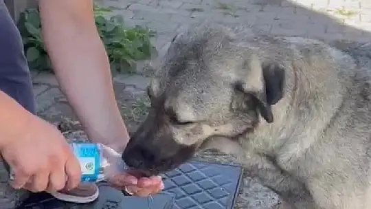 Muhtardan insanlık dersi