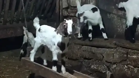 Oğlağın ahırda salıncak keyfi kamerada