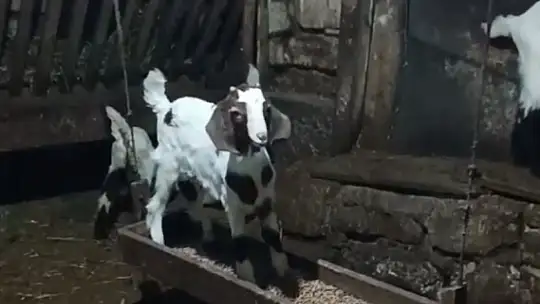 Oğlağın ahırda salıncak keyfi kamerada