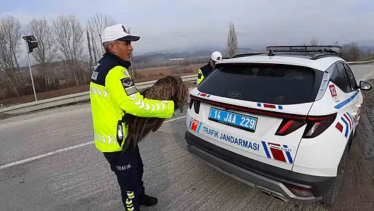 Ölmek üzere olan yaralı akbabanın yardımına jandarma yetişti
