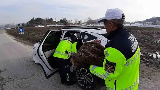 Ölmek üzere olan yaralı akbabanın yardımına jandarma yetişti