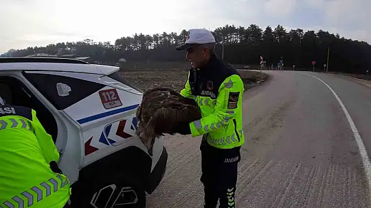 Ölmek üzere olan yaralı akbabanın yardımına jandarma yetişti