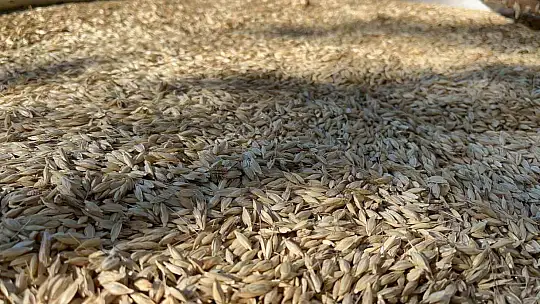 On iki bin yıllık siyezin hasadını tamamlayan çiftçilerin bulgur yapım mesaisi başladı