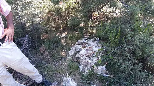Orman içine ölü tavukları attılar: Pis koku ve çevre kirliliği tepkiye neden oldu