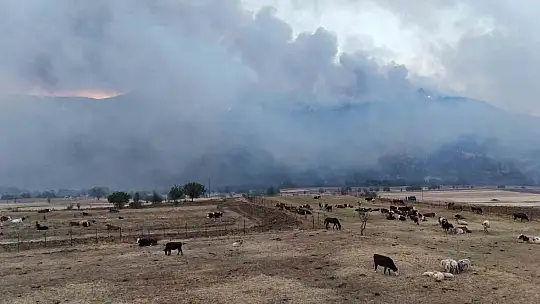 Orman yangını köye yaklaştı, hayvanlar güvenli alanda bekletiliyor
