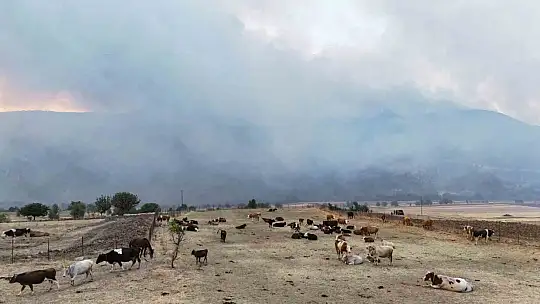 Orman yangını köye yaklaştı, hayvanlar güvenli alanda bekletiliyor