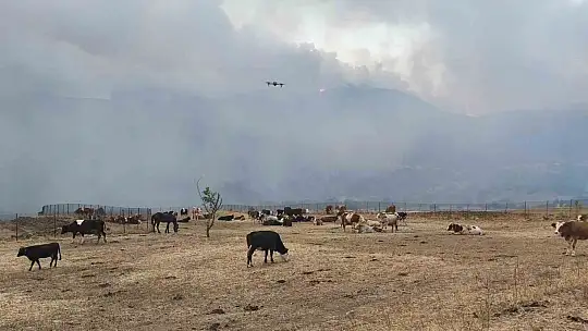 Orman yangını köye yaklaştı, hayvanlar güvenli alanda bekletiliyor