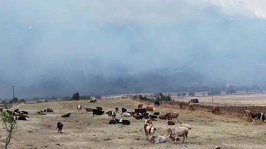 Orman yangını köye yaklaştı, hayvanlar güvenli alanda bekletiliyor
