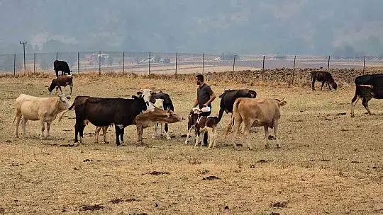 Orman yangını köye yaklaştı, hayvanlar güvenli alanda bekletiliyor