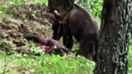 Ormanda avladığı domuzla beslenen ayı kameraya yansıdı