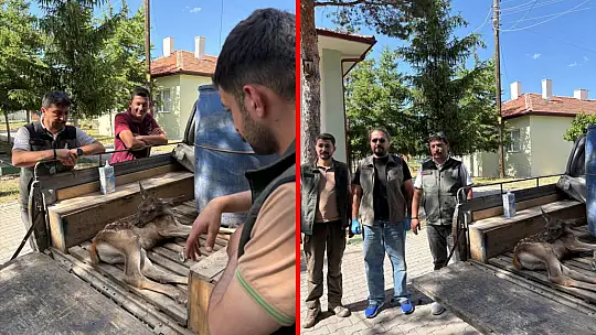 Ormanlık alanda bulunan yaralı geyik tedavi altına alındı
