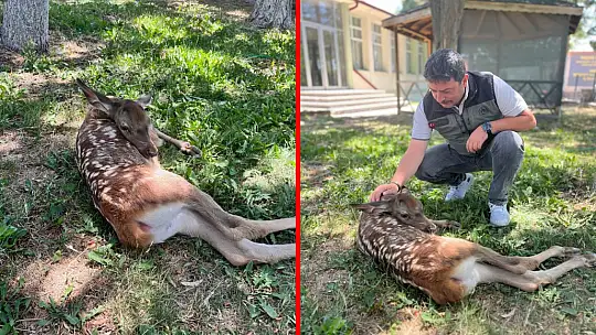 Ormanlık alanda bulunan yaralı geyik tedavi altına alındı