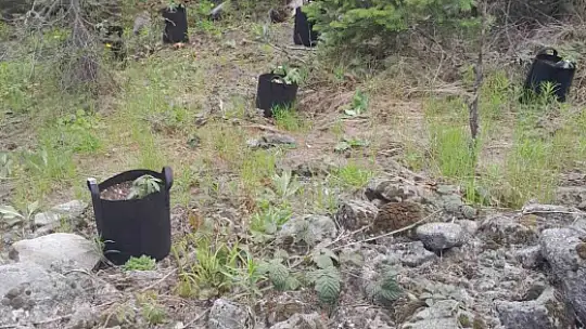 Ormanlık alanda yetiştirdiği kenevirleri sulamaya giderken yakalandı