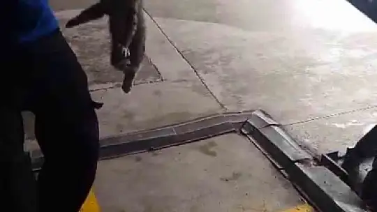 Otomobilin motoruna giren yavru kedi kurtarıldı