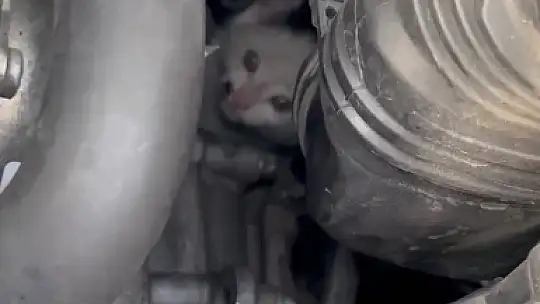 Otomobilin motoruna sıkışan yavru kedi kurtarıldı