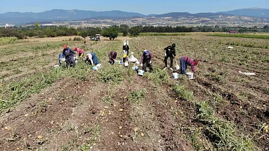 Patates diyarı Bolu'da hasat başladı