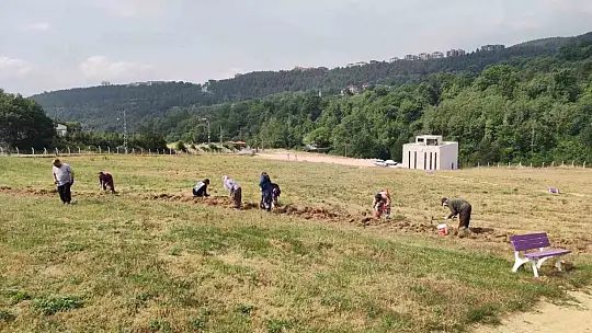 Safranbolu'da safran soğanı hasadı başladı
