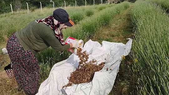 Safranbolu'da safran soğanı hasadı başladı