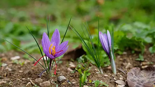 Safranın sürdürülebilirliği için KBÜ'den akademik destek