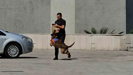 Saldırı köpeği, jandarmanın caydırıcı yüzünü gösterdi
