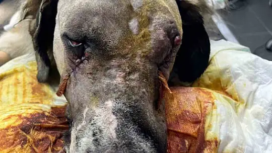 Sanatçı Hande Yener'in sahip çıktığı köpeğin vurulmasına ilişkin davanın ikinci duruşması görüldü