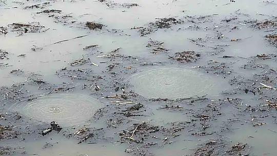 Sapanca Gölü'nden sonra bir korkutan görüntü de Efteni Gölü'nde oluştu