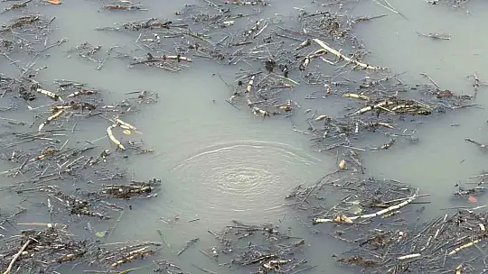 Sapanca Gölü'nden sonra bir korkutan görüntü de Efteni Gölü'nde oluştu