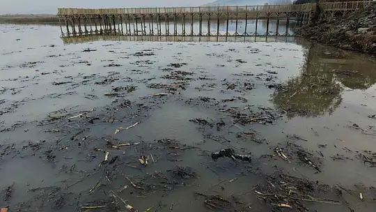 Sapanca Gölü'nden sonra bir korkutan görüntü de Efteni Gölü'nde oluştu