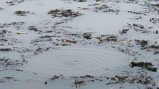 Sapanca Gölü'nden sonra bir korkutan görüntü de Efteni Gölü'nde oluştu