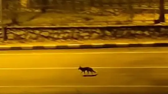 Şehir merkezine inen iki tilki ve çakallar kamerada
