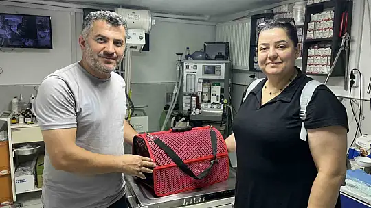 Sekizinci kattan düşerek bacakları kırılan kedi, başarılı operasyon sayesinde 4 günde yürümeye başladı